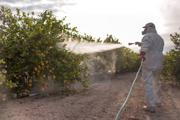 Best Pest Prevention Services  in Mount Rainier, MD