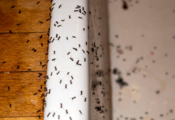 Best Best Pest Control Companies  in Mount Rainier, MD