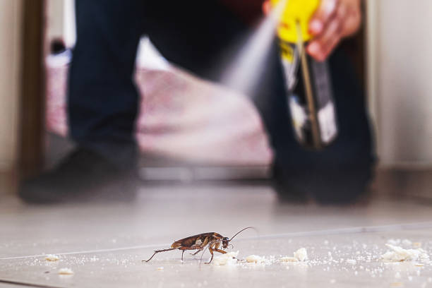 Best Termite Control Services  in Mount Rainier, MD